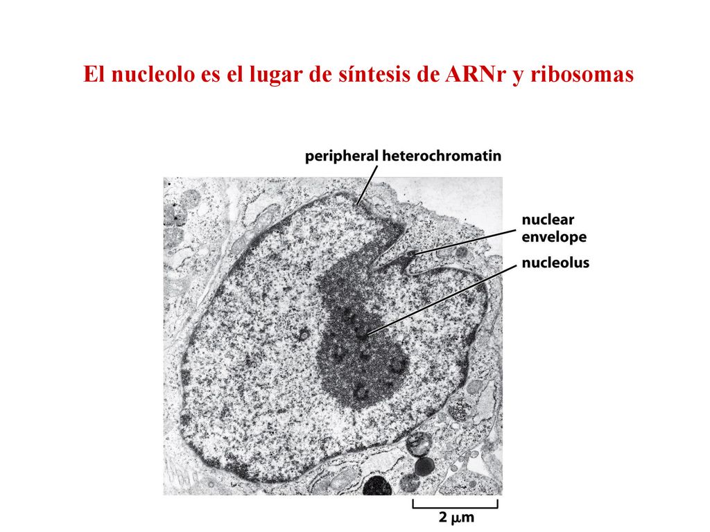 El nucleolo es el lugar de síntesis de ARNr y ribosomas