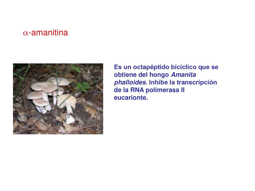 a-amanitina Es un octapéptido bicíclico que se obtiene del hongo Amanita phalloides.