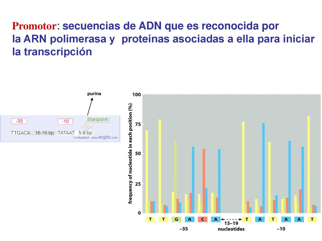 Promotor: secuencias de ADN que es reconocida por