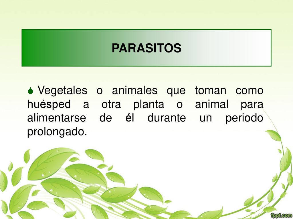 PARASITOS Vegetales o animales que toman como huésped a otra planta o animal para alimentarse de él durante un periodo prolongado.