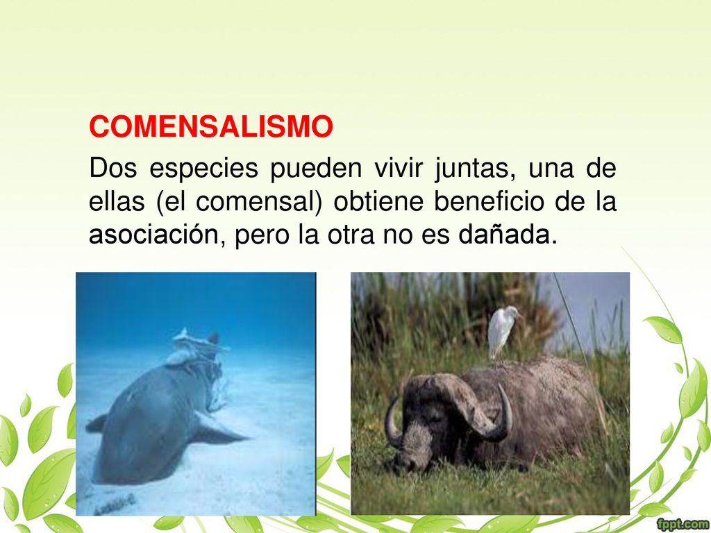 COMENSALISMO Dos especies pueden vivir juntas, una de ellas (el comensal) obtiene beneficio de la asociación, pero la otra no es dañada.