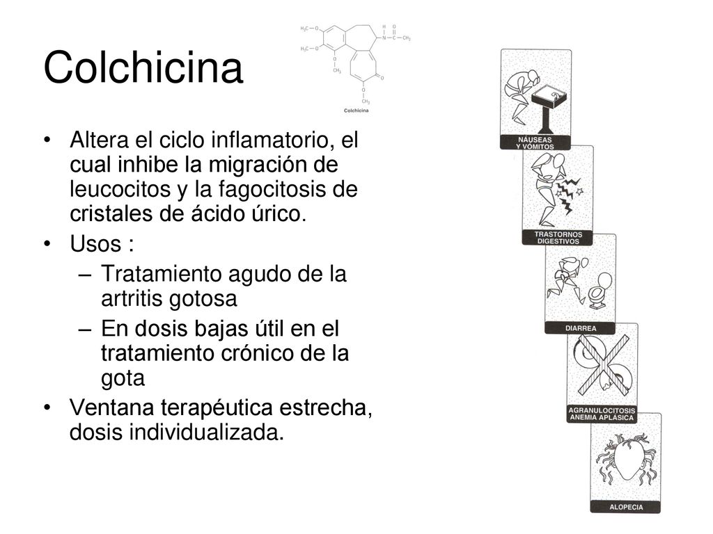 Colchicina Altera el ciclo inflamatorio, el cual inhibe la migración de leucocitos y la fagocitosis de cristales de ácido úrico.