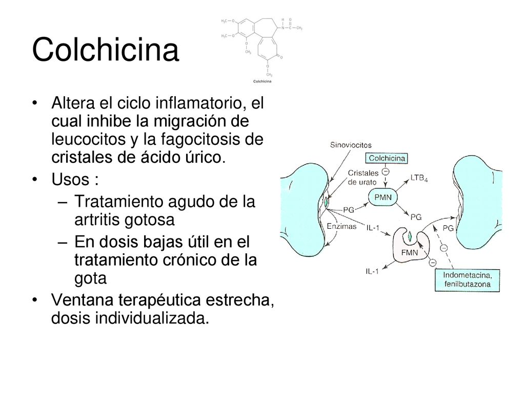 Colchicina Altera el ciclo inflamatorio, el cual inhibe la migración de leucocitos y la fagocitosis de cristales de ácido úrico.