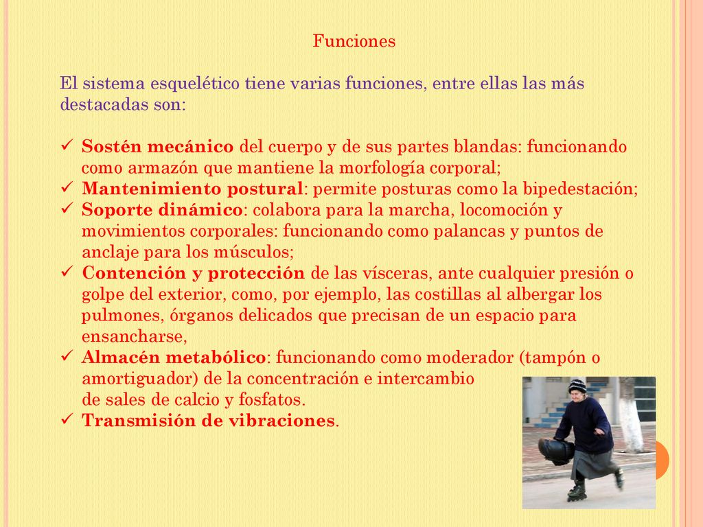 Funciones El sistema esquelético tiene varias funciones, entre ellas las más destacadas son: