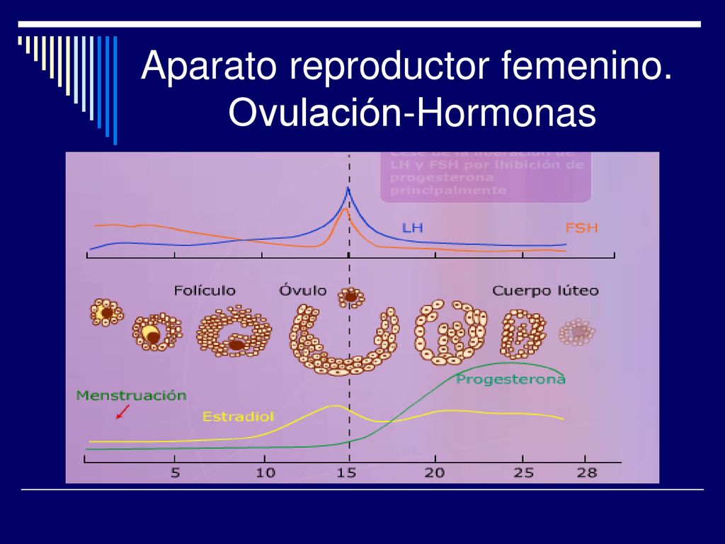 Aparato reproductor femenino. Ovulación-Hormonas