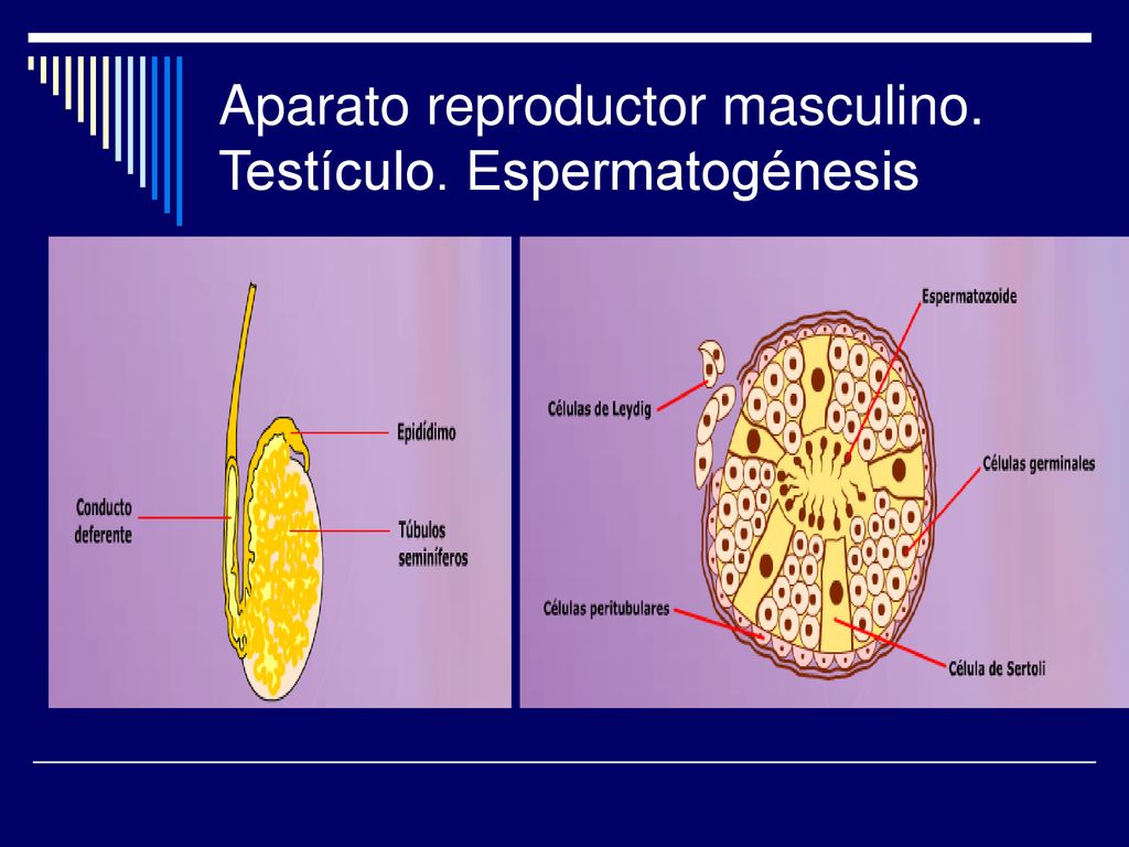 Aparato reproductor masculino. Testículo. Espermatogénesis