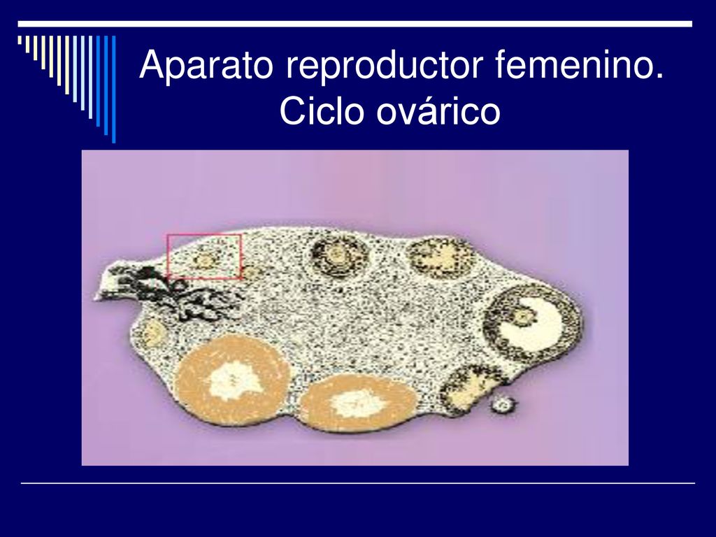Aparato reproductor femenino. Ciclo ovárico