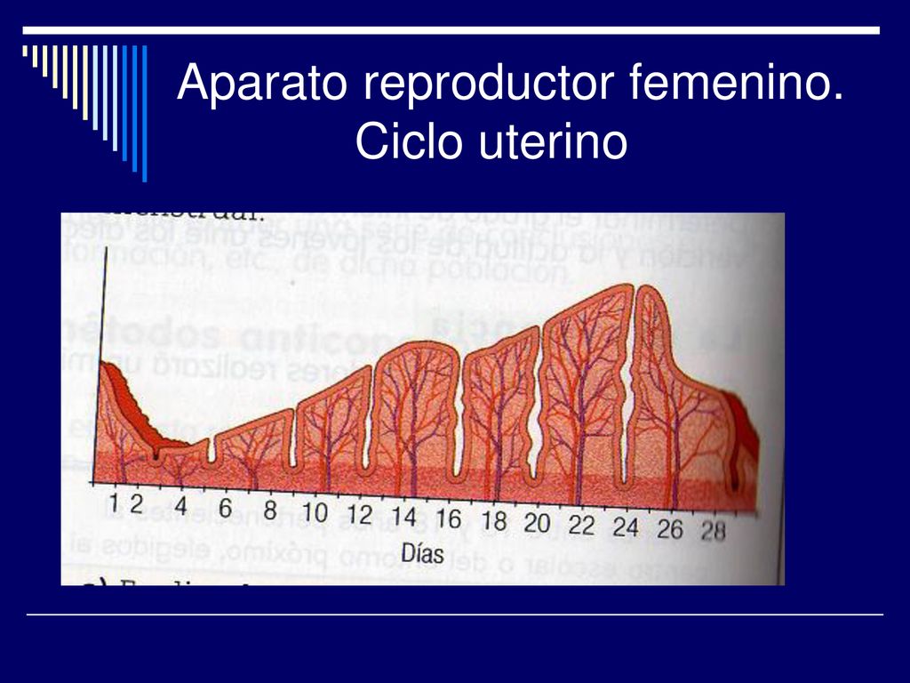 Aparato reproductor femenino. Ciclo uterino