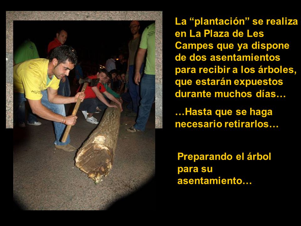 La plantación se realiza en La Plaza de Les Campes que ya dispone de dos asentamientos para recibir a los árboles, que estarán expuestos durante muchos días…