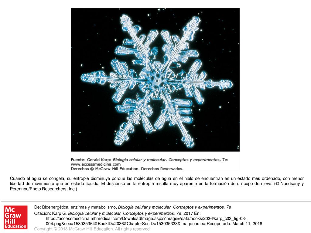 Cuando el agua se congela, su entropía disminuye porque las moléculas de agua en el hielo se encuentran en un estado más ordenado, con menor libertad de movimiento que en estado líquido. El descenso en la entropía resulta muy aparente en la formación de un copo de nieve. (© Nuridsany y Perennou/Photo Researchers, Inc.)