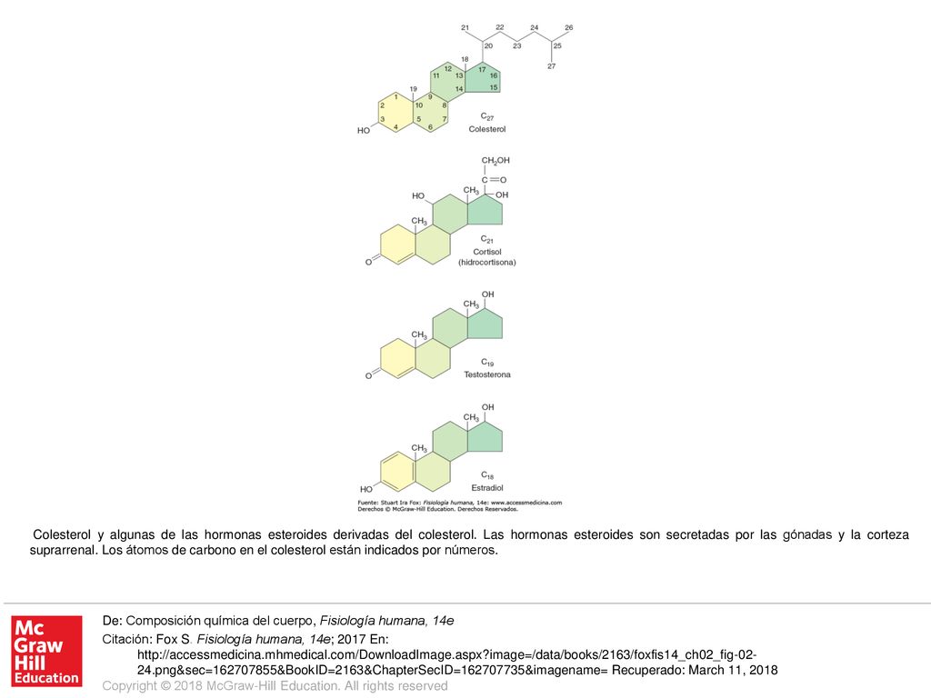 Colesterol y algunas de las hormonas esteroides derivadas del colesterol. Las hormonas esteroides son secretadas por las gónadas y la corteza suprarrenal. Los átomos de carbono en el colesterol están indicados por números.