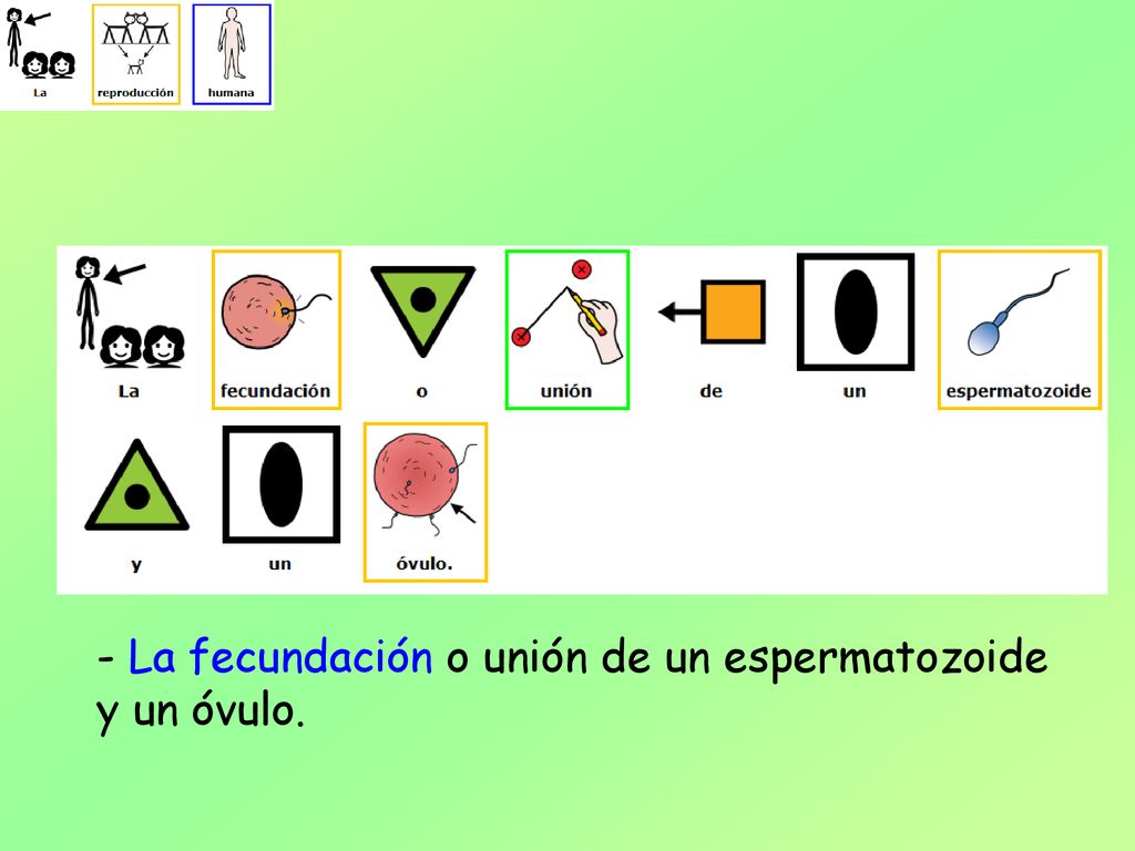 La fecundación o unión de un espermatozoide y un óvulo.