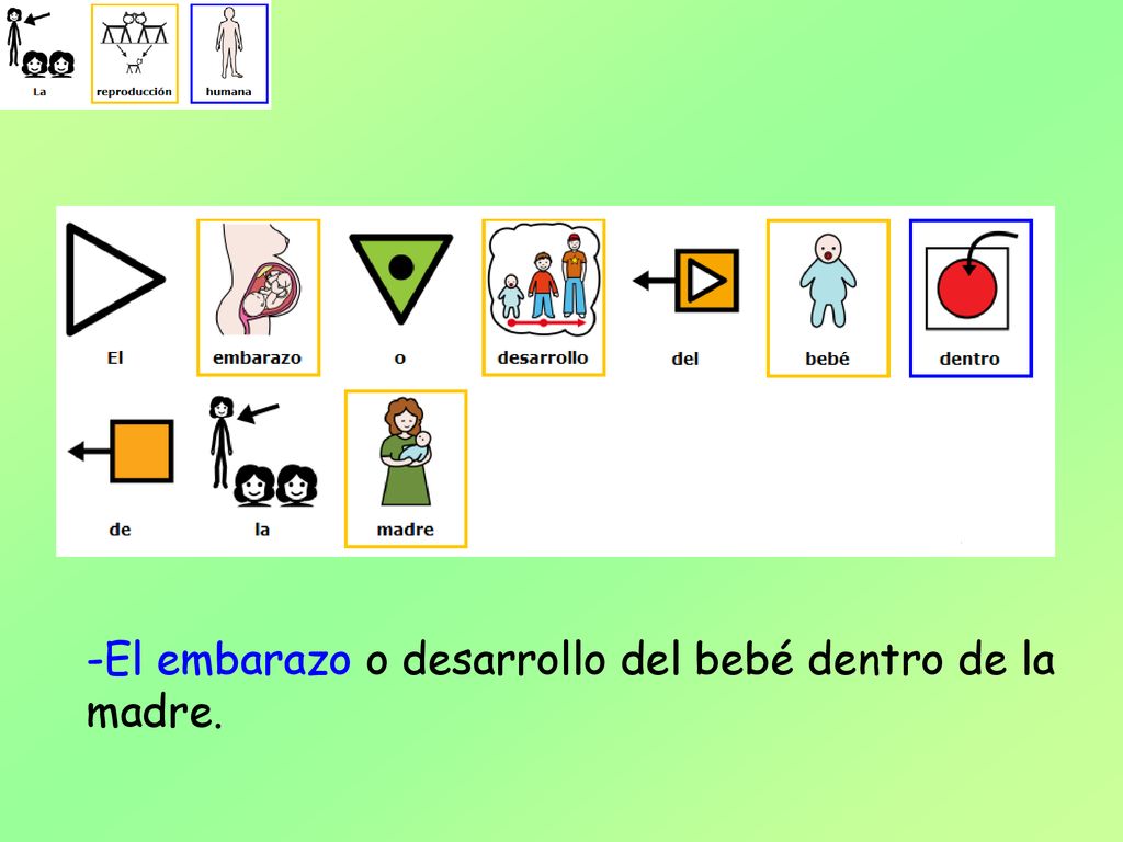 El embarazo o desarrollo del bebé dentro de la madre.
