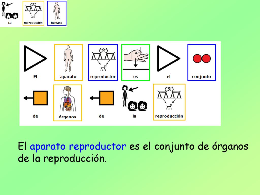 El aparato reproductor es el conjunto de órganos de la reproducción.