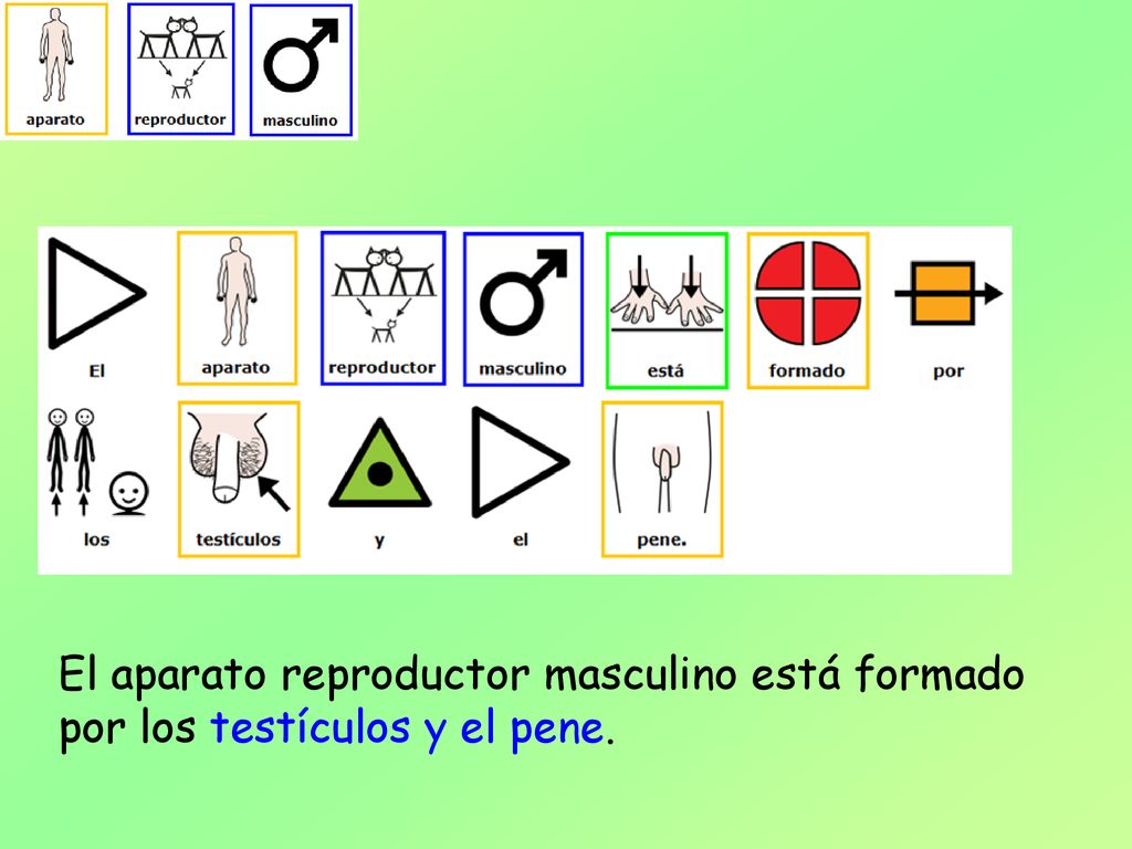 El aparato reproductor masculino está formado por los testículos y el pene.