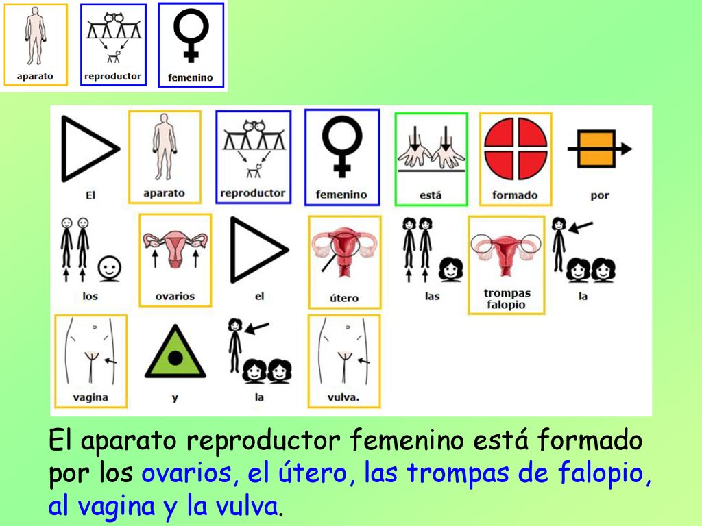 El aparato reproductor femenino está formado por los ovarios, el útero, las trompas de falopio, al vagina y la vulva.