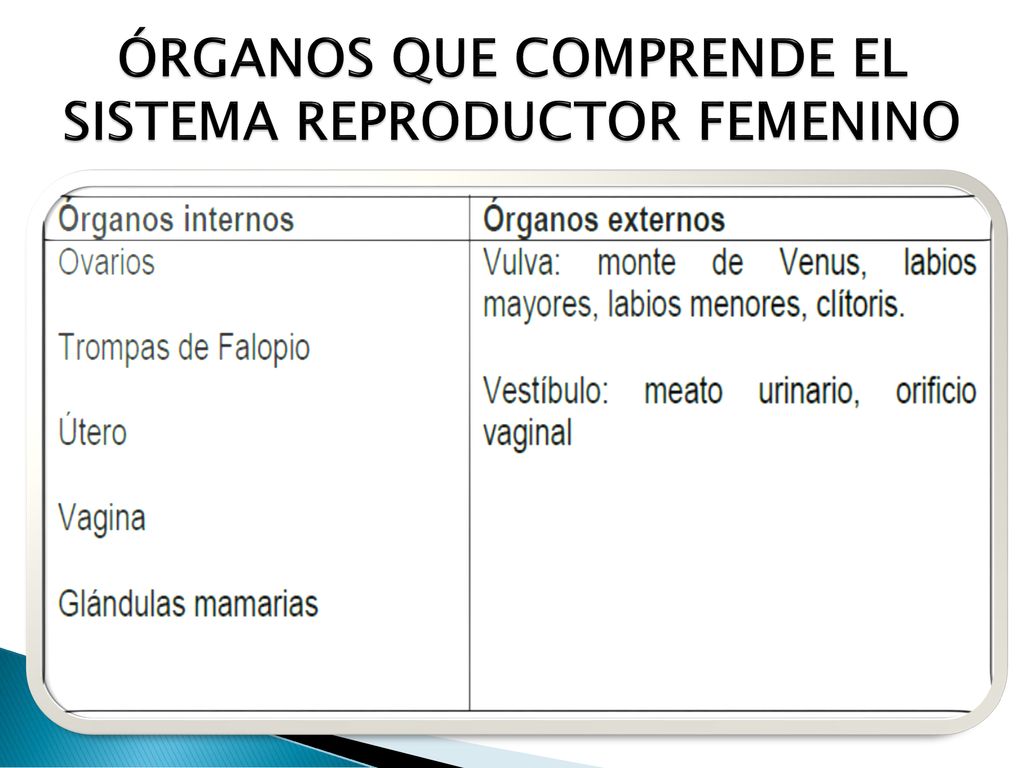 ÓRGANOS QUE COMPRENDE EL SISTEMA REPRODUCTOR FEMENINO