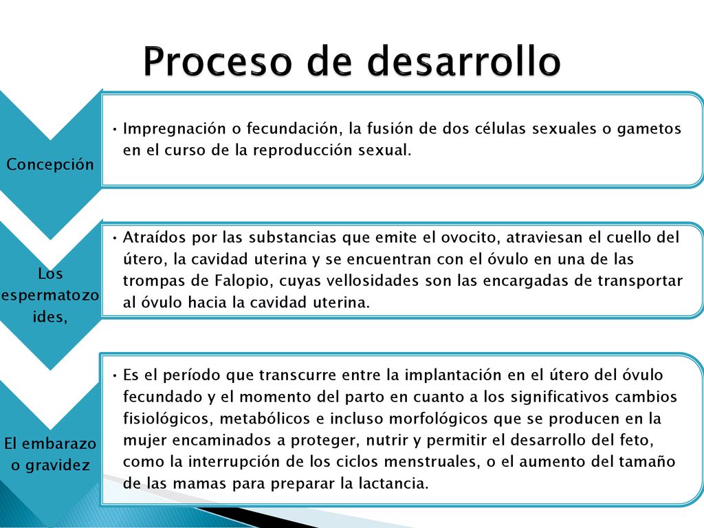 Proceso de desarrollo Concepción. Impregnación o fecundación, la fusión de dos células sexuales o gametos en el curso de la reproducción sexual.