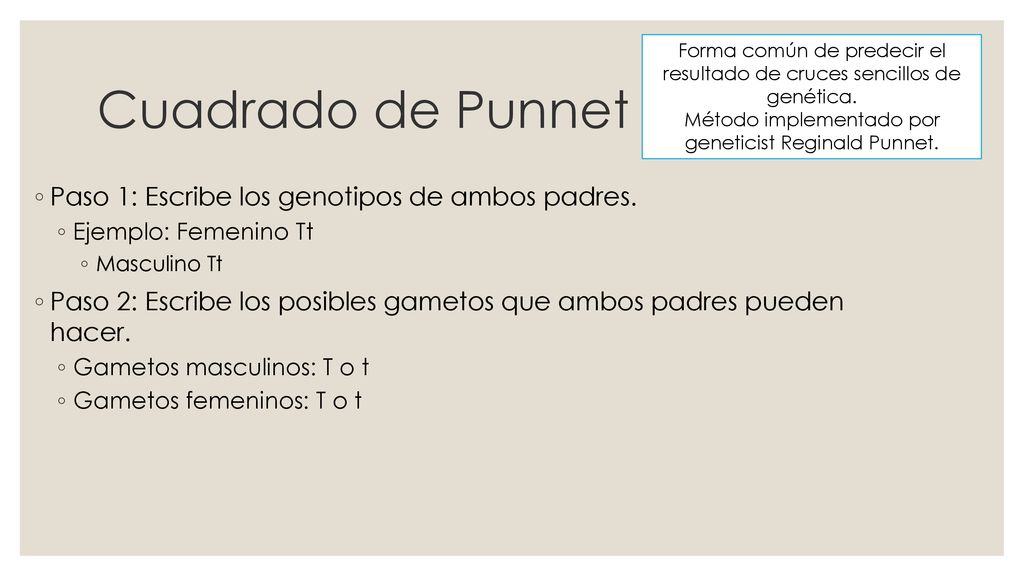 Cuadrado de Punnet Paso 1: Escribe los genotipos de ambos padres.