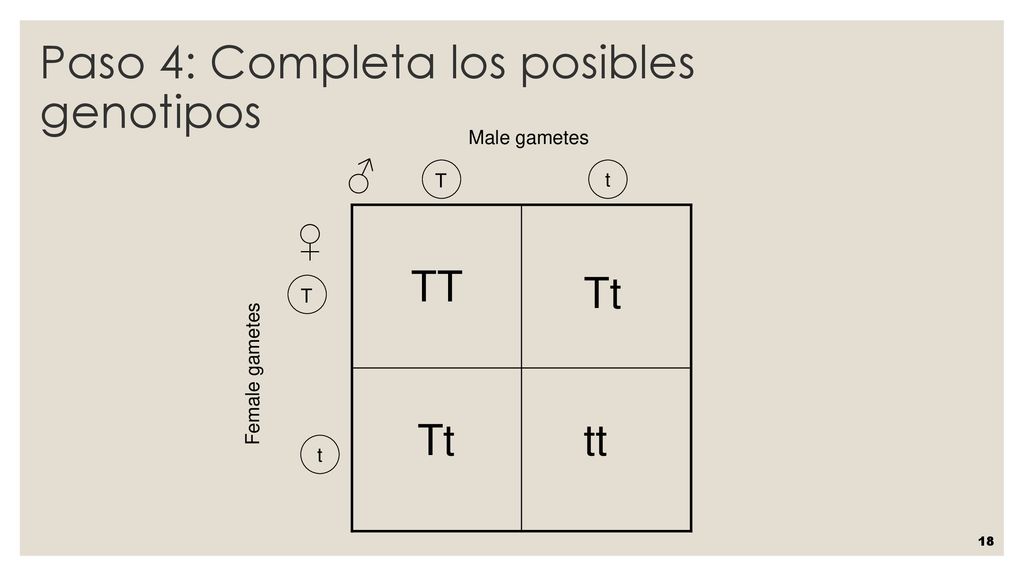 Paso 4: Completa los posibles genotipos