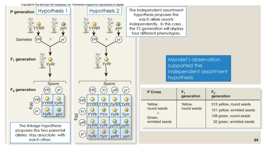 Mendel’s observation supported the independent assortment hypothesis