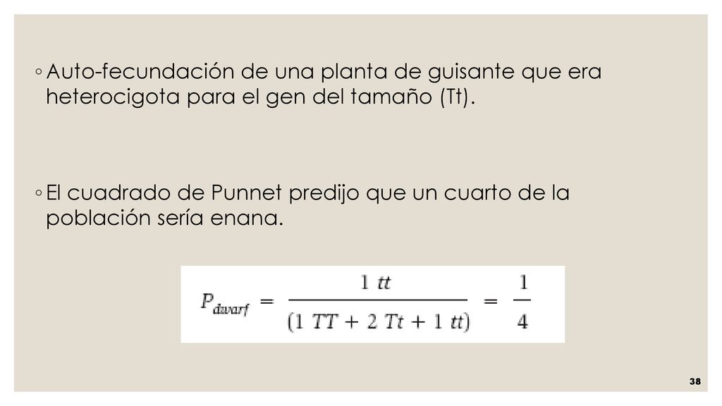 Auto-fecundación de una planta de guisante que era heterocigota para el gen del tamaño (Tt).