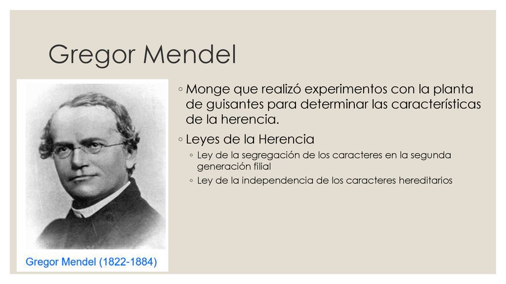 Gregor Mendel Monge que realizó experimentos con la planta de guisantes para determinar las características de la herencia.