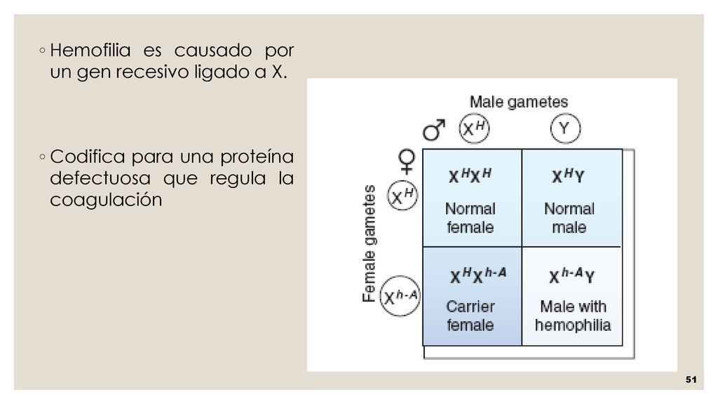 Hemofilia es causado por un gen recesivo ligado a X.