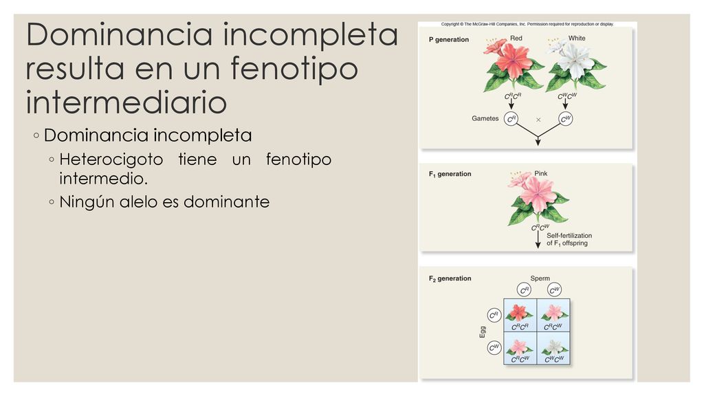 Dominancia incompleta resulta en un fenotipo intermediario
