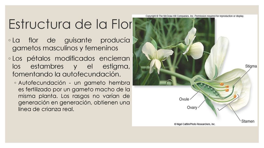 Estructura de la Flor La flor de guisante producía gametos masculinos y femeninos.