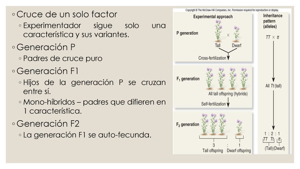 Cruce de un solo factor Generación P Generación F1 Generación F2