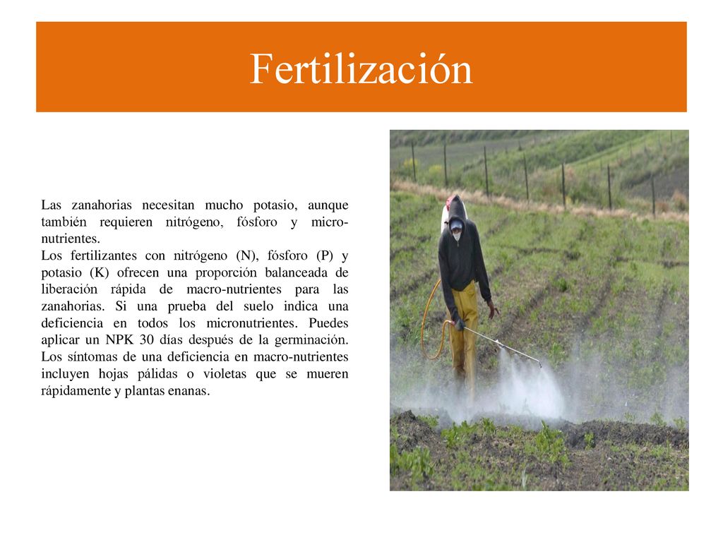 Fertilización Las zanahorias necesitan mucho potasio, aunque también requieren nitrógeno, fósforo y micro-nutrientes.