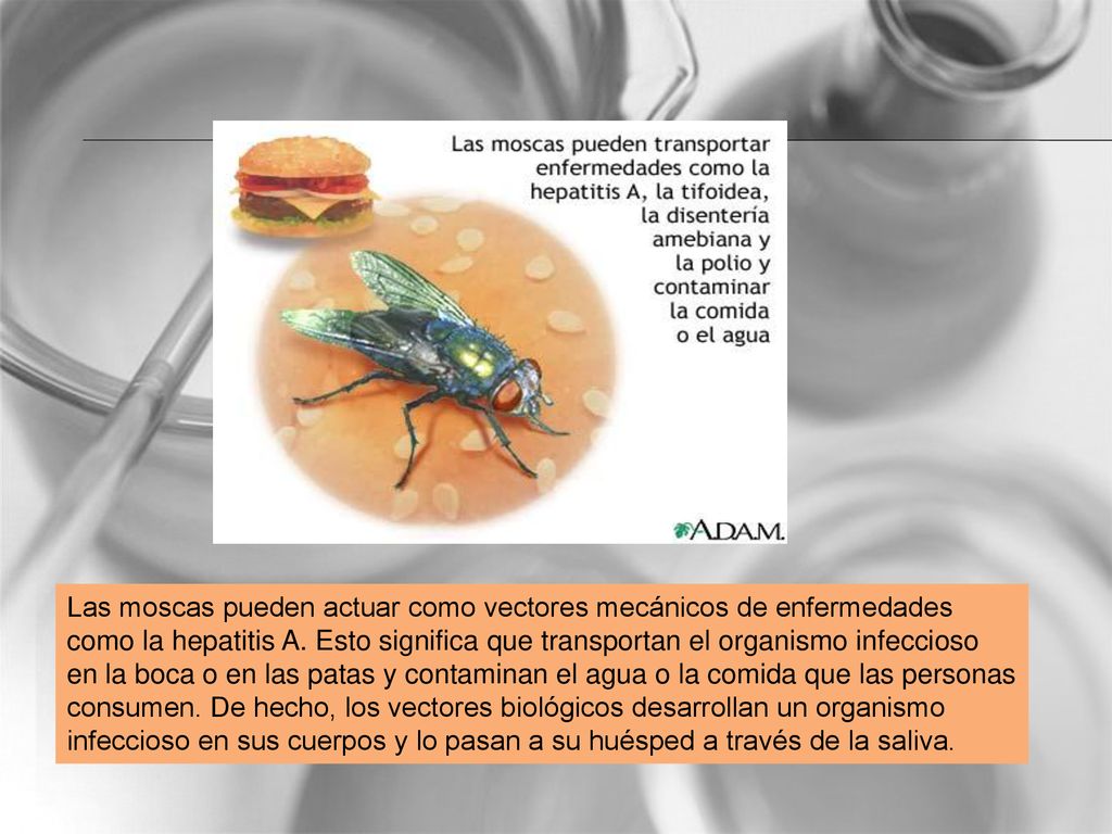 Las moscas pueden actuar como vectores mecánicos de enfermedades como la hepatitis A.