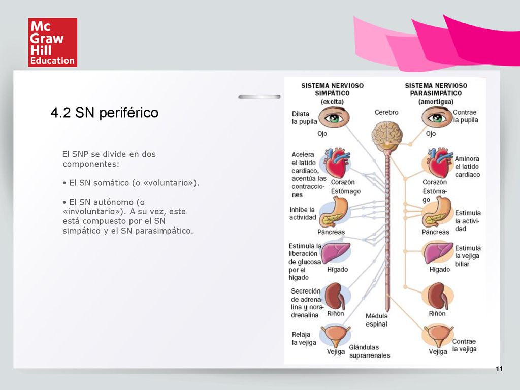4.2 SN periférico El SNP se divide en dos componentes: