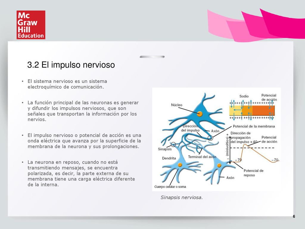 3.2 El impulso nervioso El sistema nervioso es un sistema electroquímico de comunicación.