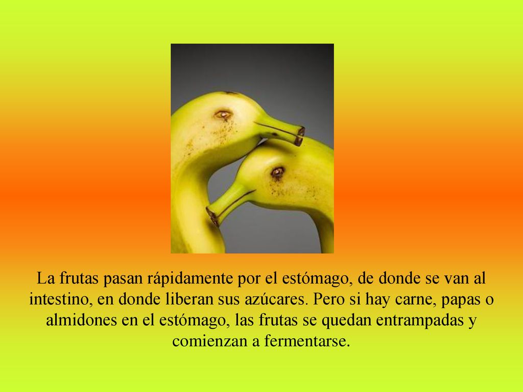 La frutas pasan rápidamente por el estómago, de donde se van al intestino, en donde liberan sus azúcares.