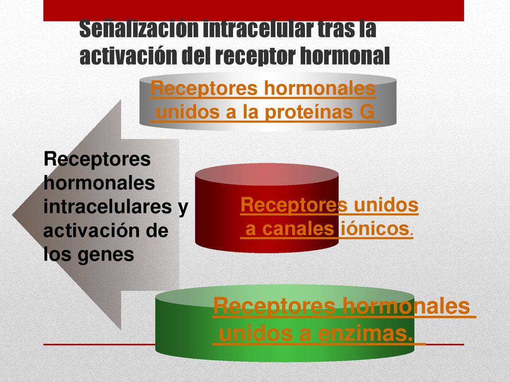 Señalización intracelular tras la activación del receptor hormonal
