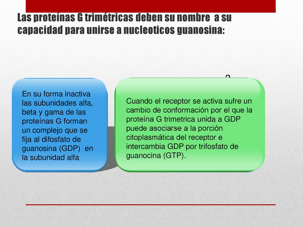 Las proteínas G trimétricas deben su nombre a su capacidad para unirse a nucleoticos guanosina: