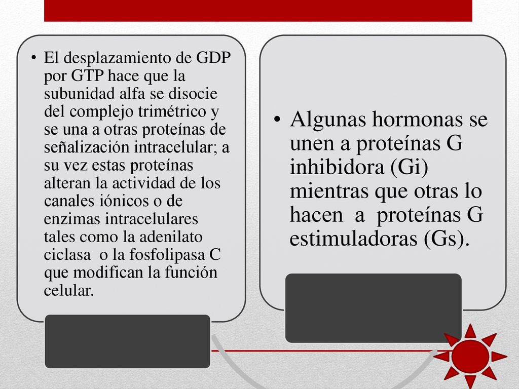 El desplazamiento de GDP por GTP hace que la subunidad alfa se disocie del complejo trimétrico y se una a otras proteínas de señalización intracelular; a su vez estas proteínas alteran la actividad de los canales iónicos o de enzimas intracelulares tales como la adenilato ciclasa o la fosfolipasa C que modifican la función celular.