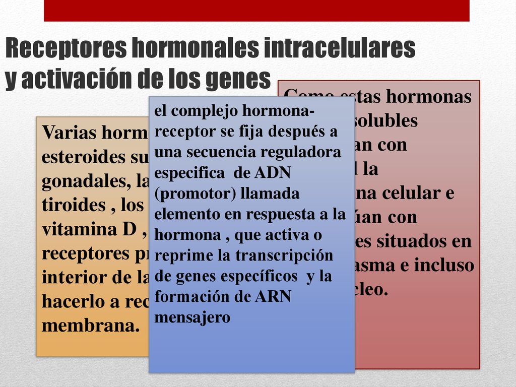 Receptores hormonales intracelulares y activación de los genes