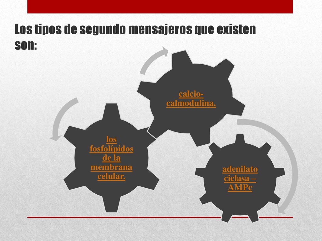 Los tipos de segundo mensajeros que existen son: