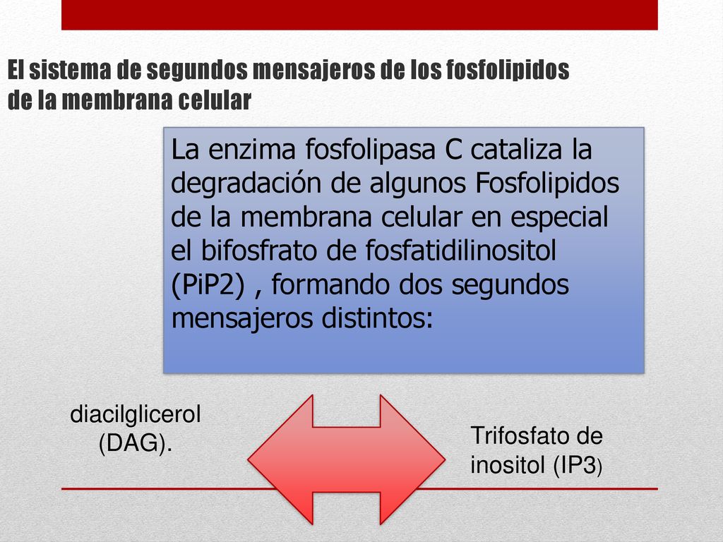 El sistema de segundos mensajeros de los fosfolipidos de la membrana celular