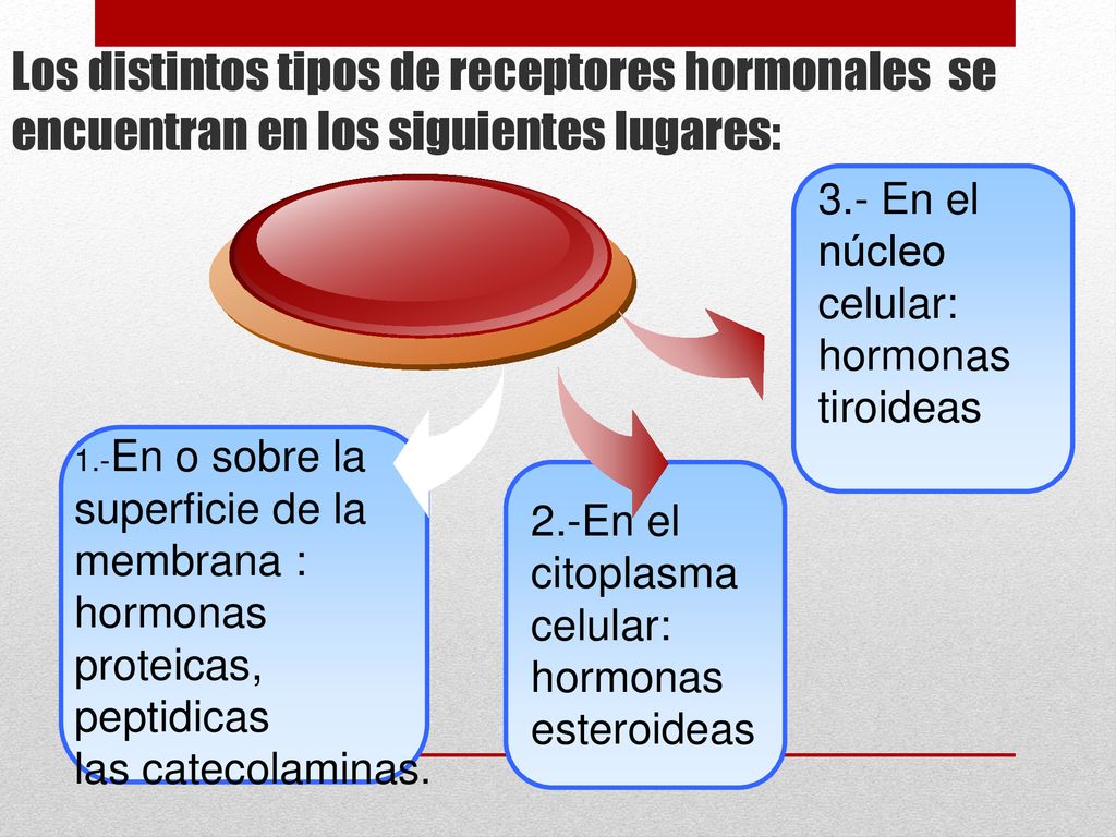 Los distintos tipos de receptores hormonales se encuentran en los siguientes lugares: