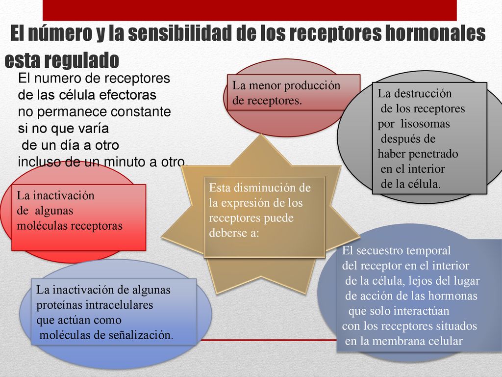 El número y la sensibilidad de los receptores hormonales esta regulado