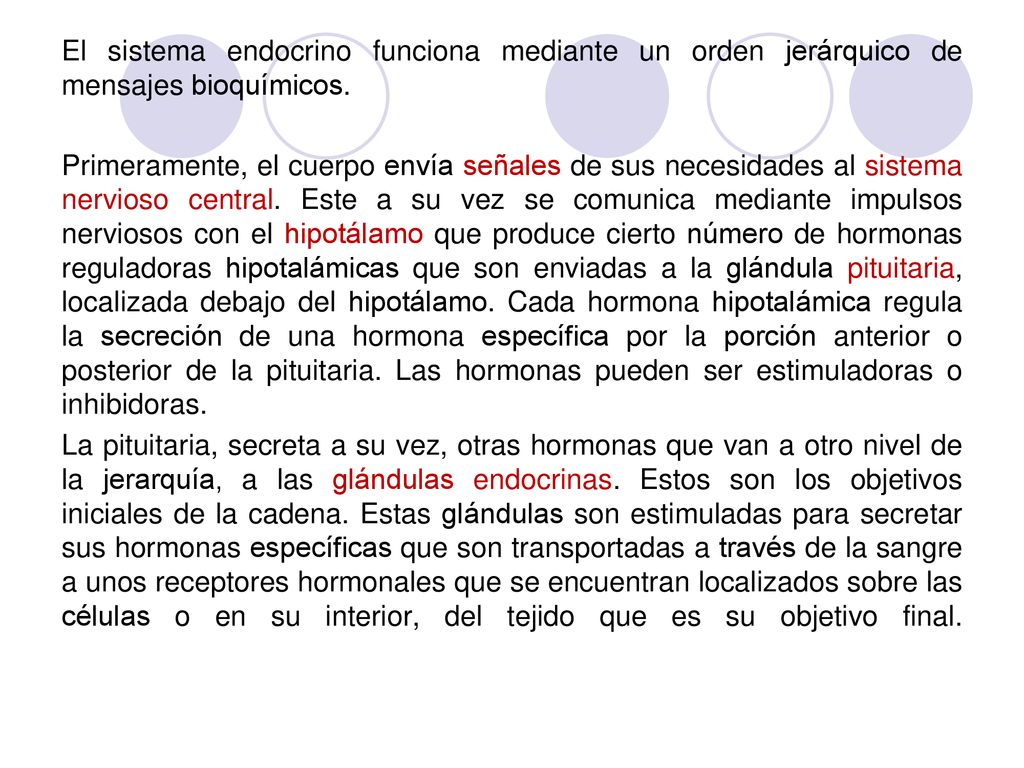 El sistema endocrino funciona mediante un orden jerárquico de mensajes bioquímicos.