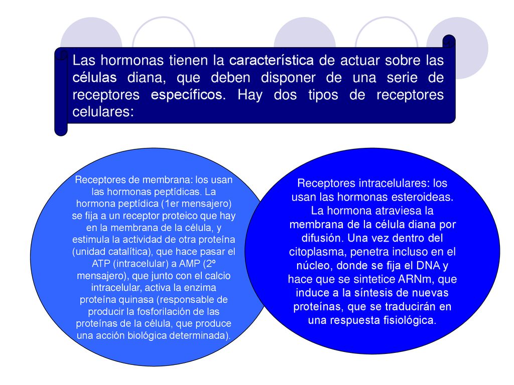 Las hormonas tienen la característica de actuar sobre las células diana, que deben disponer de una serie de receptores específicos. Hay dos tipos de receptores celulares: