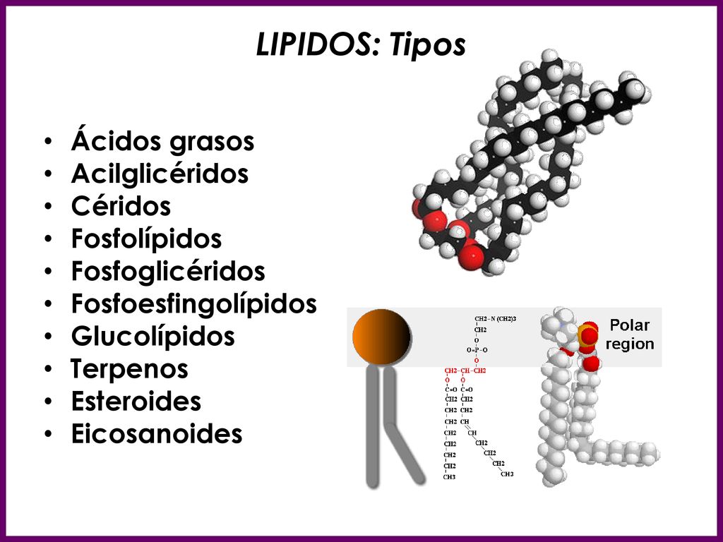 LIPIDOS: Tipos Ácidos grasos Acilglicéridos Céridos Fosfolípidos