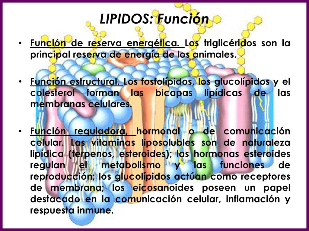 LIPIDOS: Función Función de reserva energética. Los triglicéridos son la principal reserva de energía de los animales.