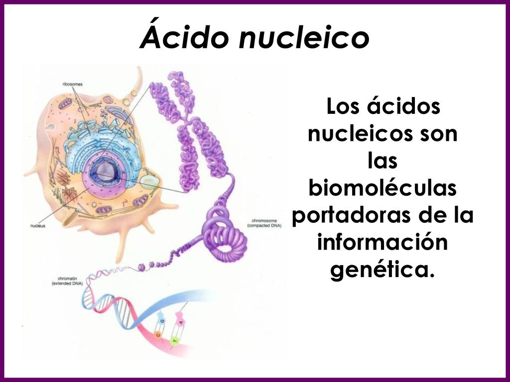 Ácido nucleico Los ácidos nucleicos son las biomoléculas portadoras de la información genética.