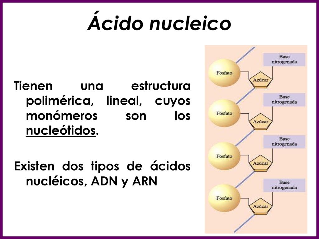 Ácido nucleico Tienen una estructura polimérica, lineal, cuyos monómeros son los nucleótidos.